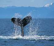 Humpback Whale